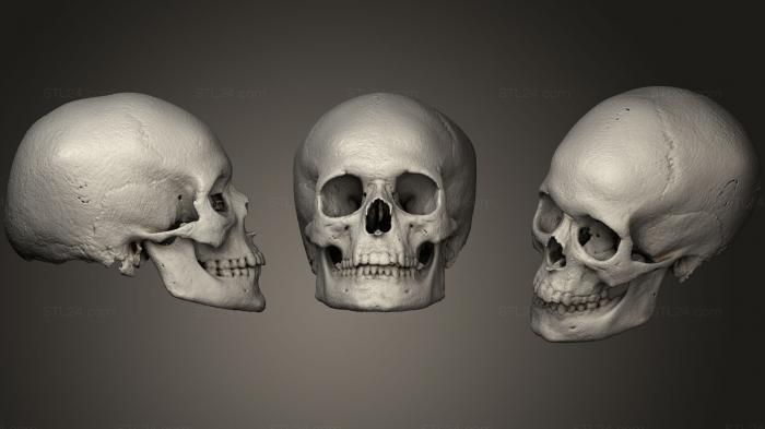 Анатомия скелеты и черепа (ЧЕреп 432, ANTM_1032) 3D модель для ЧПУ станка